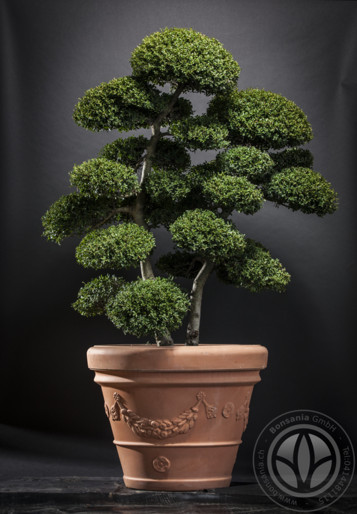 Ilex_crenata_Bonsai_WZ - Bonsania