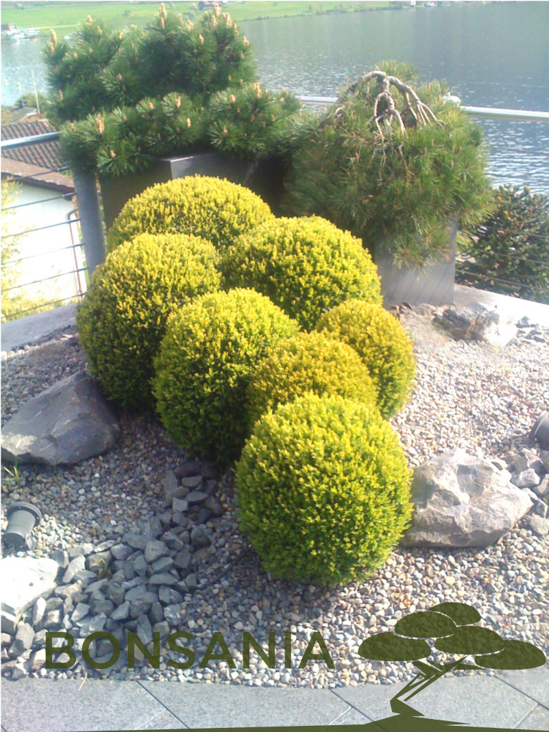 Bepflanzungen - Gartenbonsai, Ahorne und Heckenpflanzen