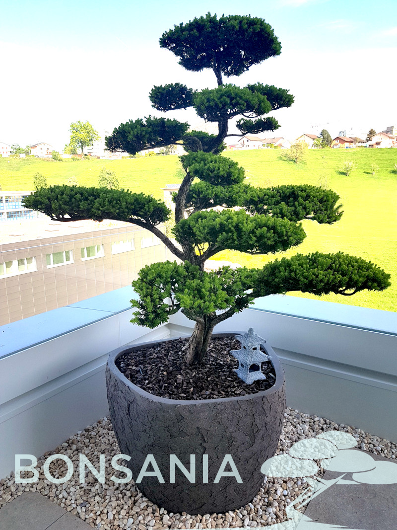 Bepflanzungen - Gartenbonsai, Ahorne und Heckenpflanzen